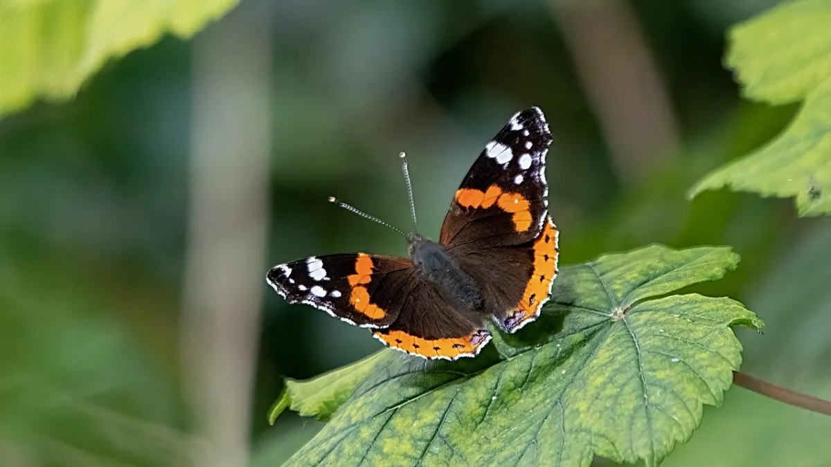 En amiralfjäril fjäril med mörka vingar som har ett tydligt orange-rött band tvärs över och vita prickar i vingspetsarna, vilar på ett grönt blad.