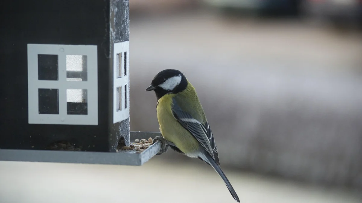 En talgoxe sitter på kanten av en svart, husformad fågelmatare och tittar på fröna.