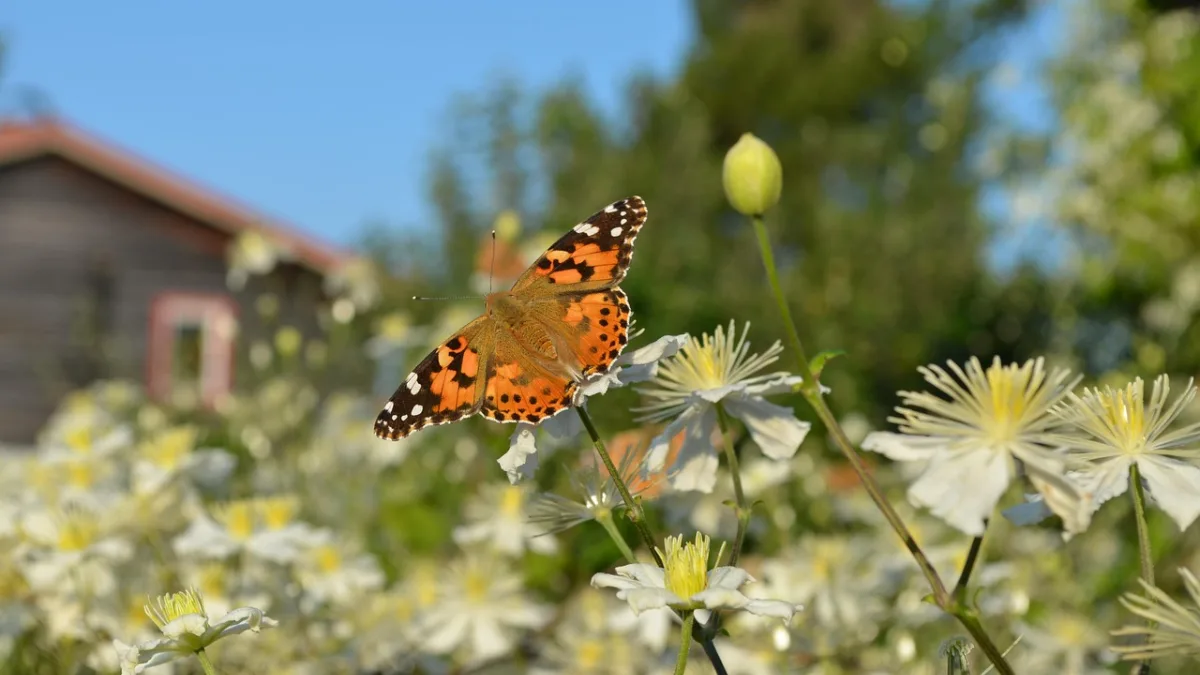 En tistelfjäril med orange, svarta och vita mönster på de utbredda vingarna vilar på en vit blomma med gul mitt.