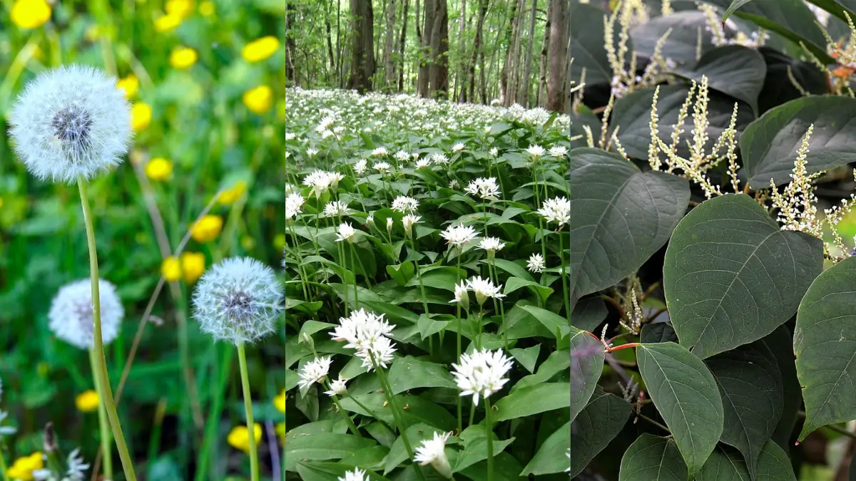Tredelat fotokollage som visar utblommade maskrosor med vita fröbollar, ett skogsbryn fyllt av blommande vit ramslök, samt parkslide med stora gröna blad och små vita blomklasar.