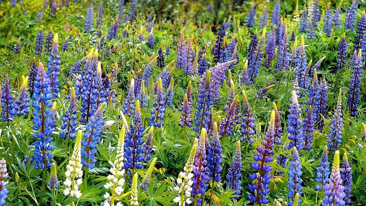Ett fält av blomsterlupiner med högresta blomställningar i blå, lila och vita nyanser.