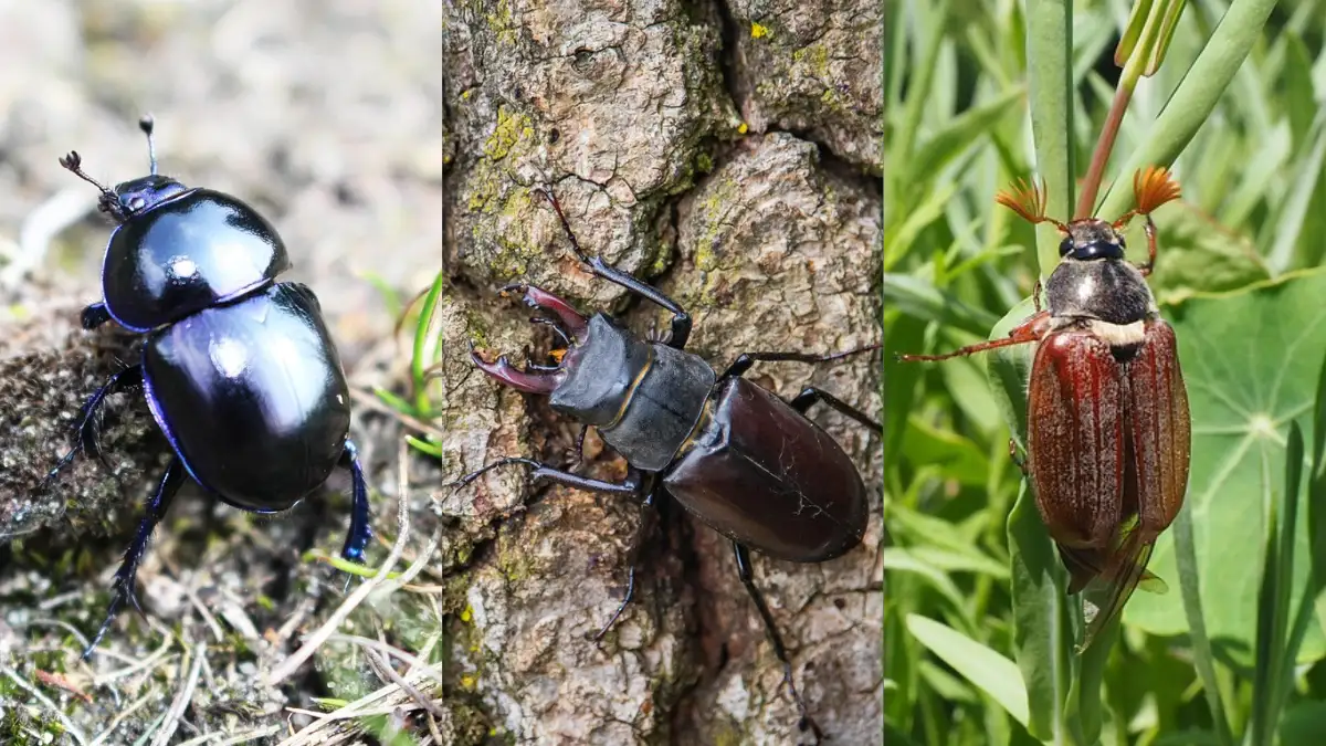 Tredelat kollage med närbilder av en glänsande tordyvel, en stor ekoxe med stora käkar och en brun ollonborre med på en grön växt.