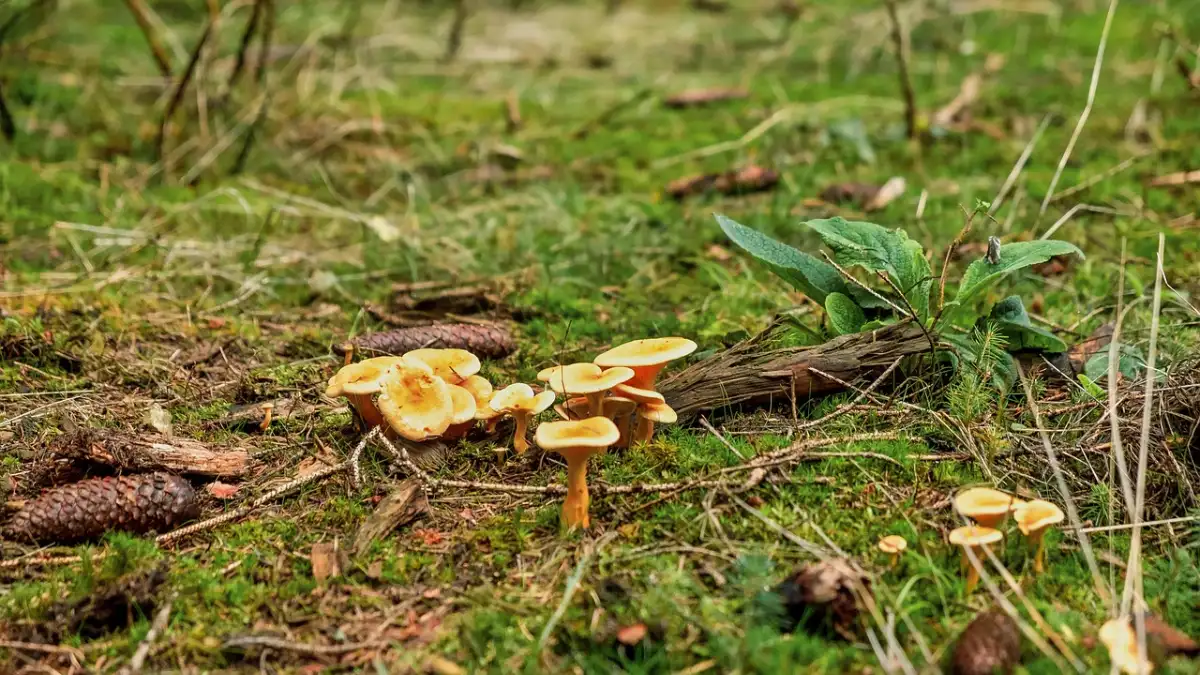 En grupp gula kantareller växer i grön mossa bland torrt gräs och grankottar.