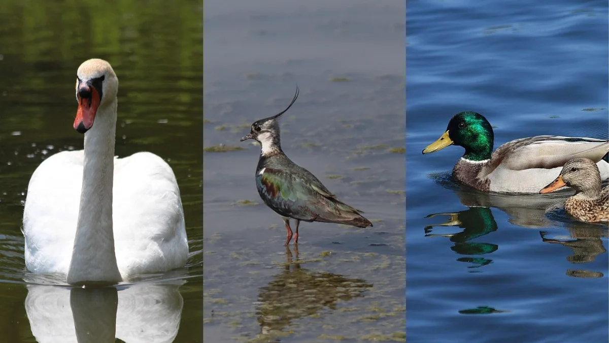 Ett tredelat foto som visar en simmande knölsvan till vänster, en tofsvipa i grunt vatten i mitten, och ett gräsandspar till höger.