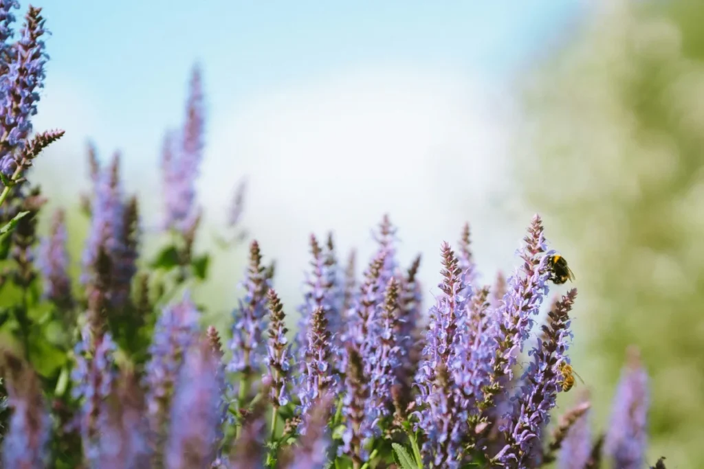 En närbild på höga, lila blomax av stäppsalvia. På blomman längst till höger sitter en humla och ett litet bi, mot en oskarpt grön och blå sommarbakgrund.