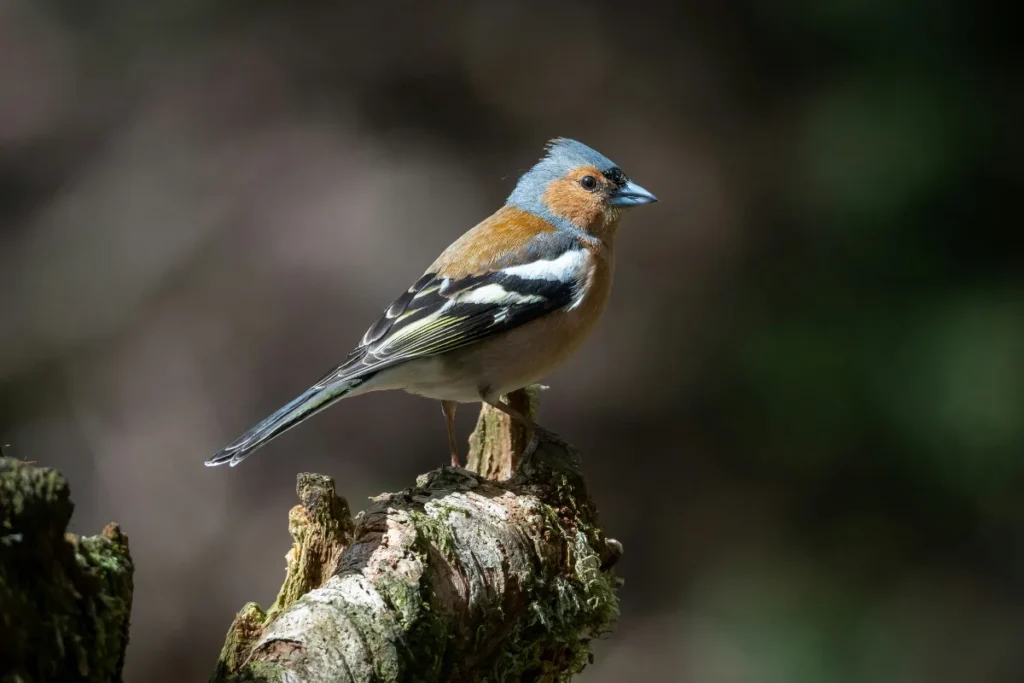 En färgglad bofinkshane sitter på en björkstubbe.